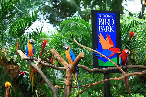 สวนนกจูร่ง (Jurong Bird Sanctuary)